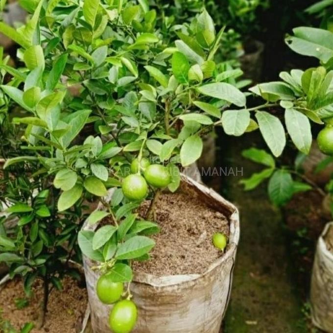 

Terlaris Bibit Buah Jeruk Nipis Jumbo Berbuah Ax