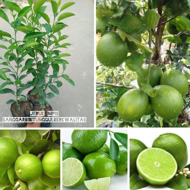 

Terlaris Bibit Tanaman Buah Jeruk Nipis/Jeruk Peras. Az