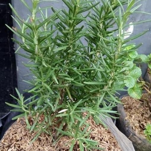 

Terlaris Ankn Tanaman Rosemary-Bibit Rosemary