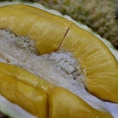 

Terlaris Bibit Buah Durian Musangking Kaki 3 / Musang King Kaki 3 Unggul