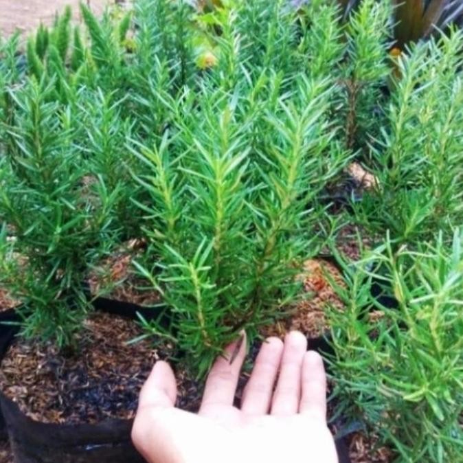 

Terlaris Tanaman Hias Rosemary Herbal Wangi Harum Bibit/Benih