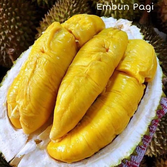 

Terlaris Bibit Pohon Buah Durian Bawor Kaki 3 Varitas Unggul