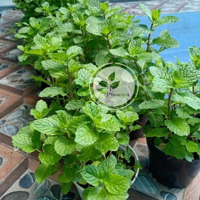 

Terlaris Pohon Mint Menthol - Bibit Tanaman Mint Satu Pot - Daun Mint Herba