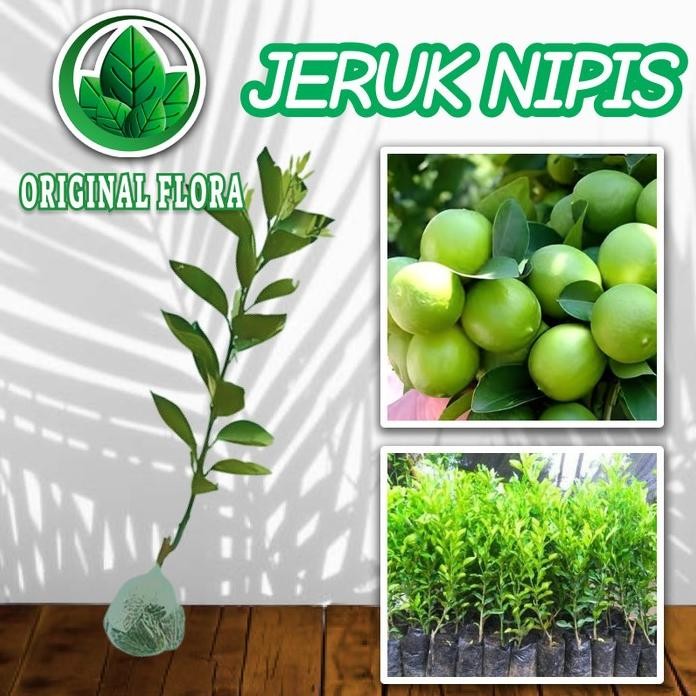 

Terlaris Baru | Bibit Jeruk Nipis Bibit Jeruk Nipis Original Flora Pohon Jeruk