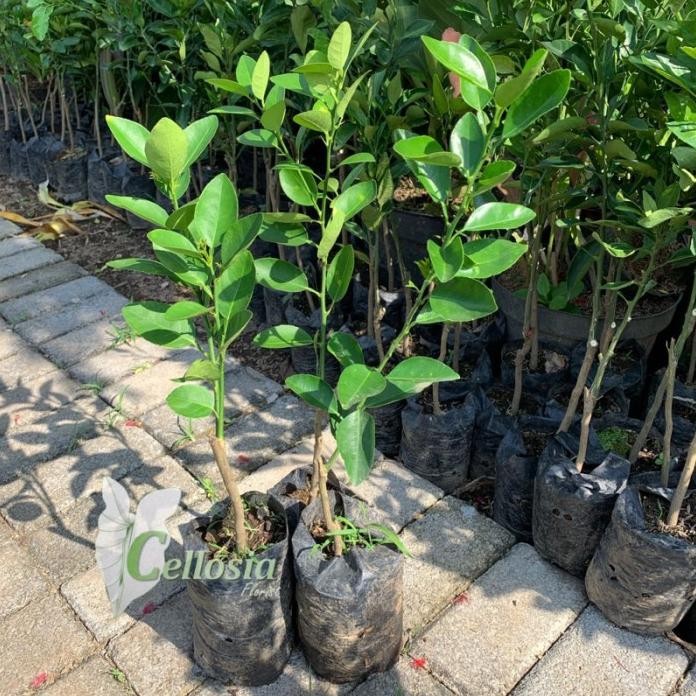 

Terlaris Tanaman Buah Bibit Jeruk Nipis Okulasi Cepat Berbuah Saltku 1525Sd