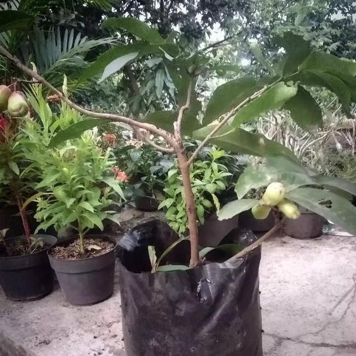 

Terlaris Bibit / Pohon Jambu Air Citra Super Unggul Cepat Berbuah/Berbunga