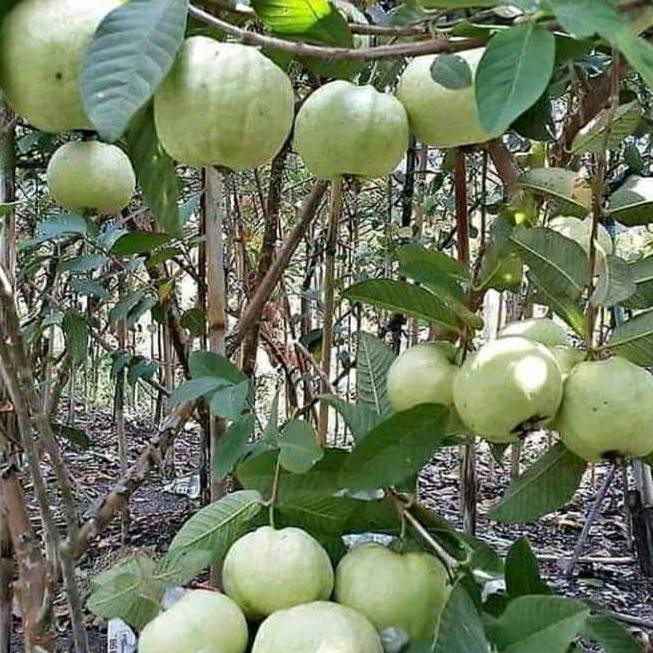 

Terlaris Bibit Jambu Kristal Putih Berbunga