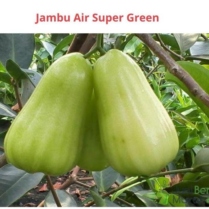 

Terlaris Super Best Bibit Tanaman Buah Jambu Taiwan Super Green Dengan Ukuran