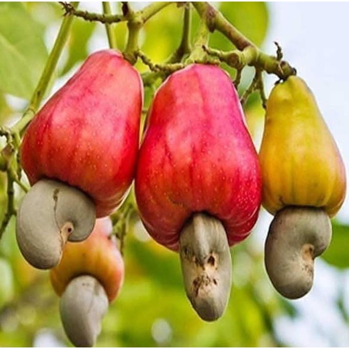 

Terlaris Bibit Tanaman Jambu Monyet - Jambu Mede - Jambu Mete - Berbuah Lebat