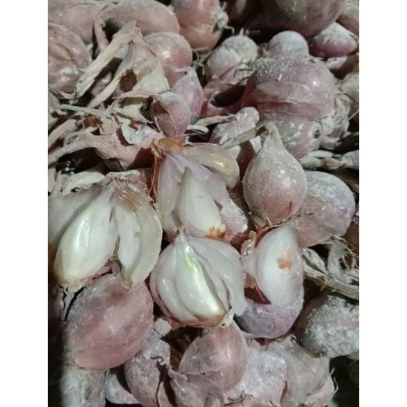 

Terlaris Bibit Bawang Merah Varietas Tajuk Nganjuk Umur 5 Bulan S Potwli 2092Lm