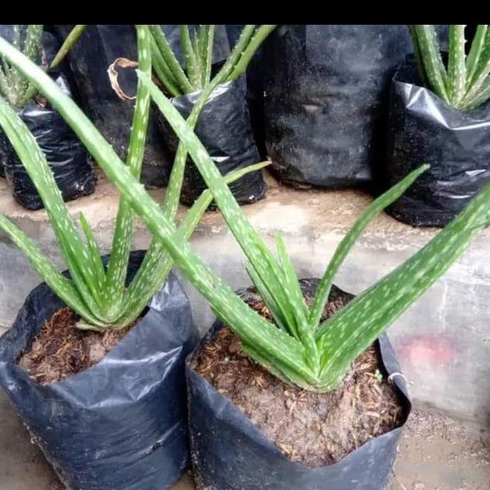 

Terlaris Bibit Lidah Buaya