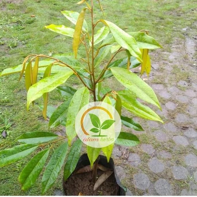 

Terlaris Bibit Pohon Durian Musangking Kaki Tunggal Buah Duren Musang King Favo