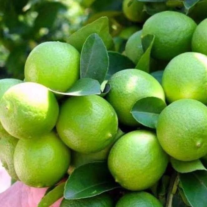 

Terlaris Super Best Sudah Berbuah Bibit Tanaman Buah Jeruk Nipis Super Ax