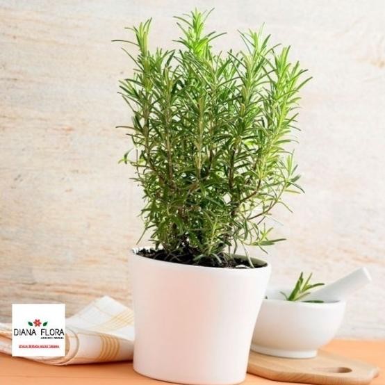 

Terlaris Tanaman Indoor Mini Rosemary Bibit Tanaman Hias Anti Nyamuk Indoor Premium