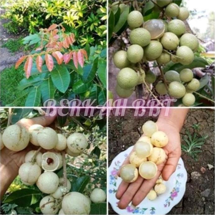 

Terlaris Benih/Bibit Kelengkeng Aroma Durian