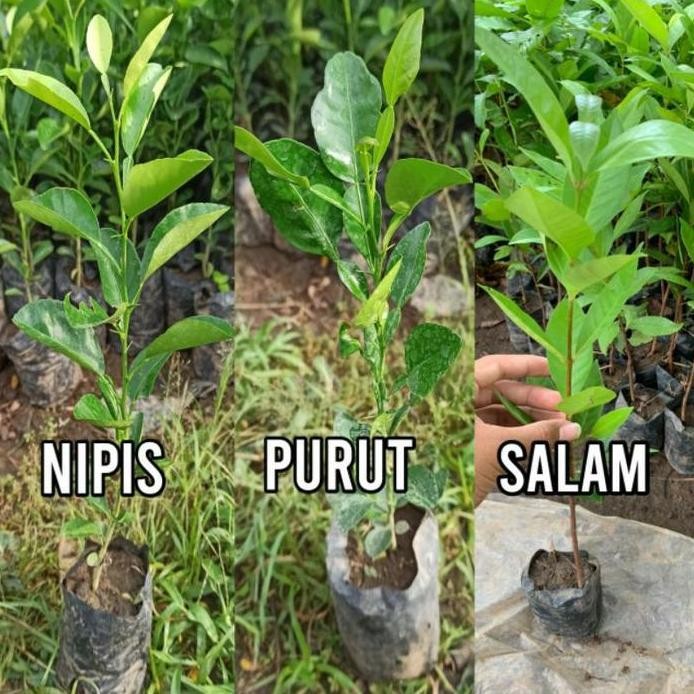

Terlaris 3 Bibit Tanam Jeruk Purut, Nipis, Salam