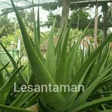 

Terlaris Tanaman Lidah Buaya Jumbo Bibit