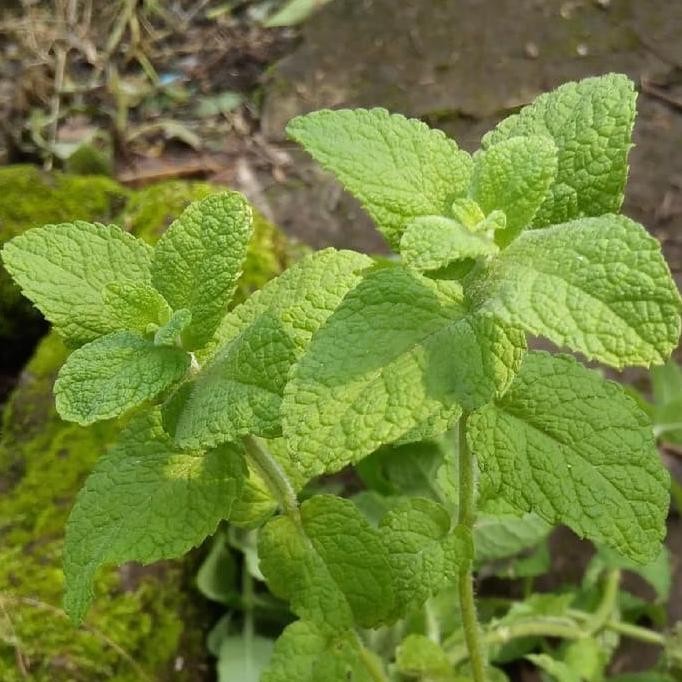 

Terlaris Bibit Tanaman Daun Apple Mint/Tanaman Daun Mint/Mint Apel Murah