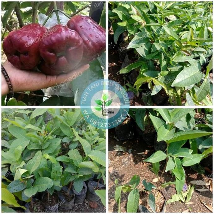 

Terlaris Bibit Buah Jambu Air Dalhari / Benih Buah Jambu Air Dalhari Merah