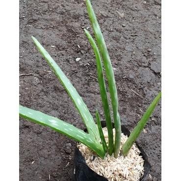 

Terlaris New Promo Terlaris Bibit Lidah Buaya/Aloe Vera Cod