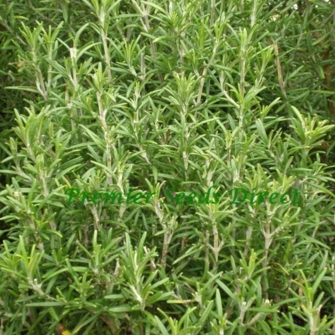 

Terlaris Daily Farm - Benih Bibit Rosemary - Bibit Herb Seed Terpercaya
