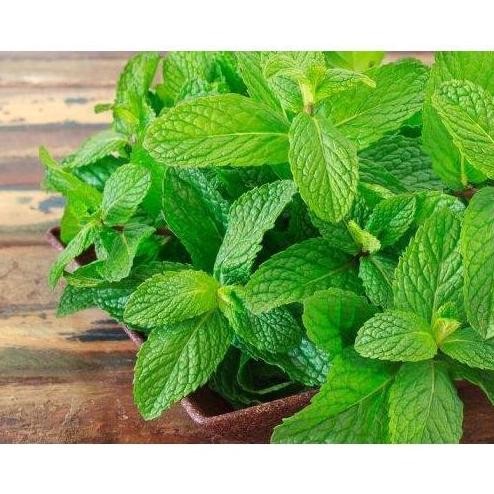 

Terlaris Promo!!! Bibit Tan Herbal Mint Peppermint Untuk Infuse Water/Tan Daun