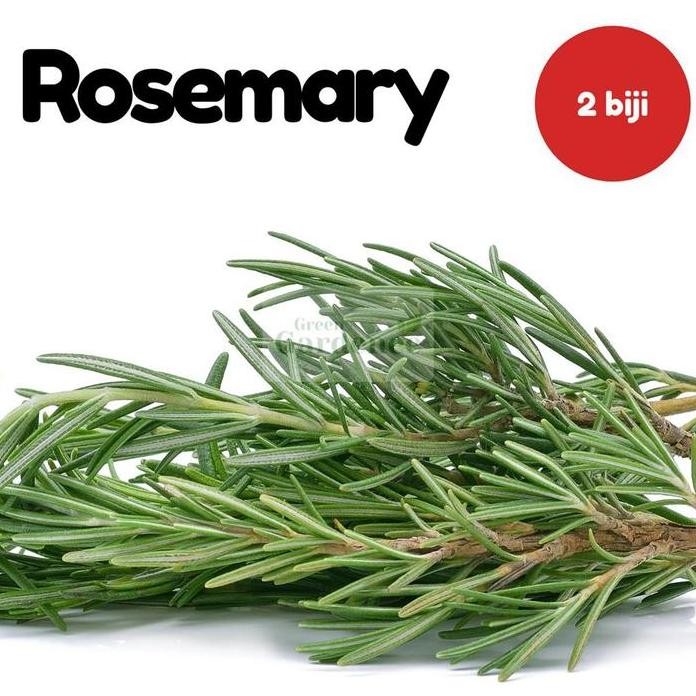 

Terlaris Benih Unggulbenih/Bibit/Biji/Seed Rosemary