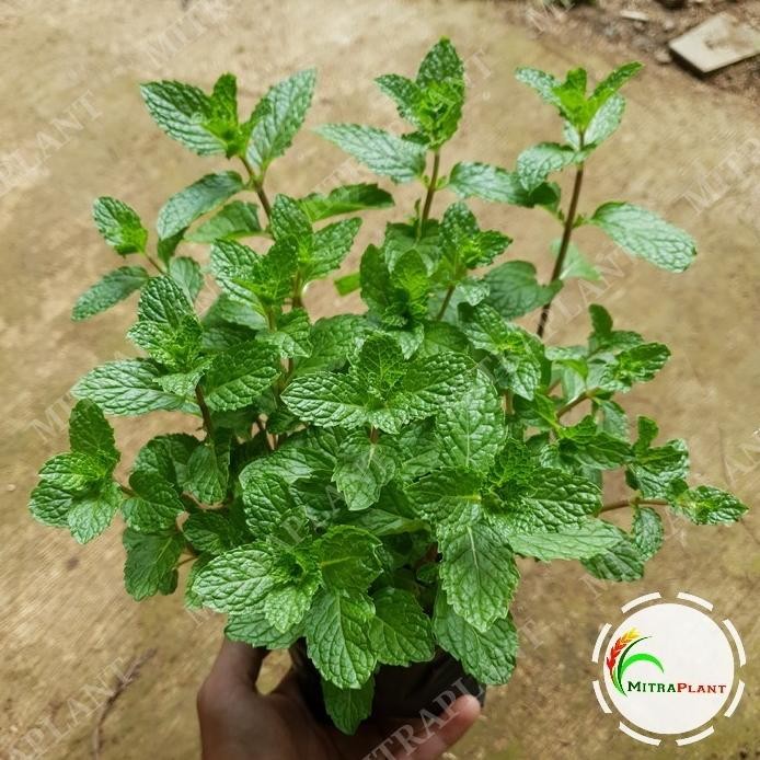 

Terlaris Bibit Pohon Spearmint - Tanaman Daun Mint Menthol - Tanaman Herbal