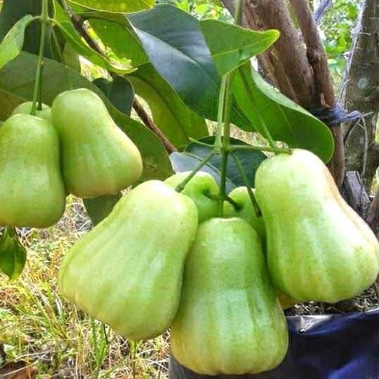 

Terlaris Paket 3 Bibit Jambu Air Madu Deli Hijau Cocok Untuk Tabulampot