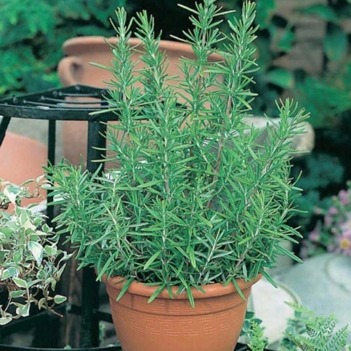 

Terlaris Terbaik Daily Farm - Benih Bibit Rosemary - Bibit Herb Seed 25.25