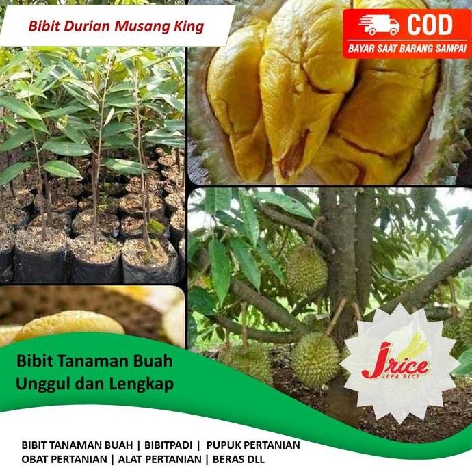 

Terlaris Bibit Durian Musang King