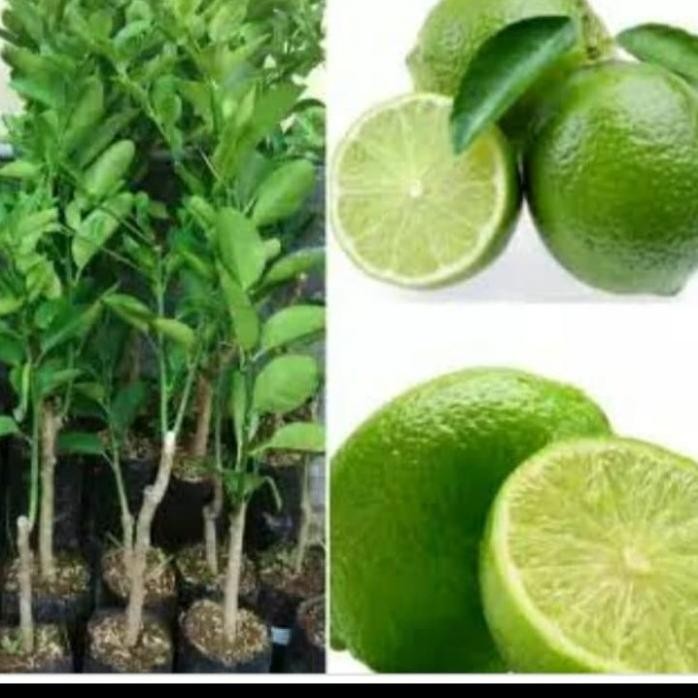 

Terlaris Bibit Jeruk Nipis/Tanaman Buah Jeruk Nipis Bb82