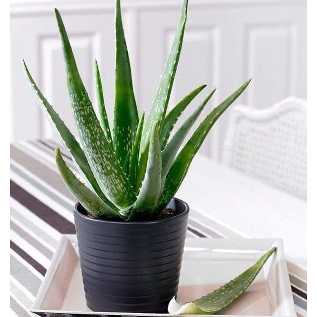 

Terlaris Bibit Tanaman Herbal Aloevera - Tanaman Herbal Lidah Buaya