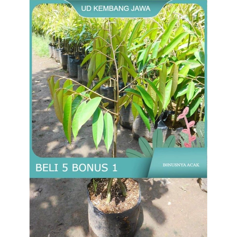 

Terlaris Bibit Buah Durian Musangking Kaki 3 / Musang King Kaki 3 Unggul