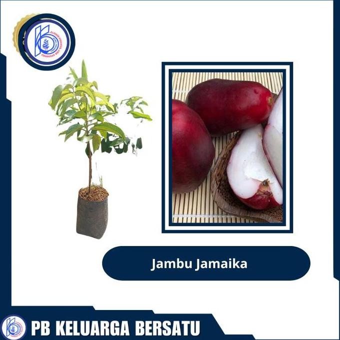 Terlaris Bibit Jambu Jamaika Varietas Bibit Unggul Original Cangkok Pb Keluarga Bersatu