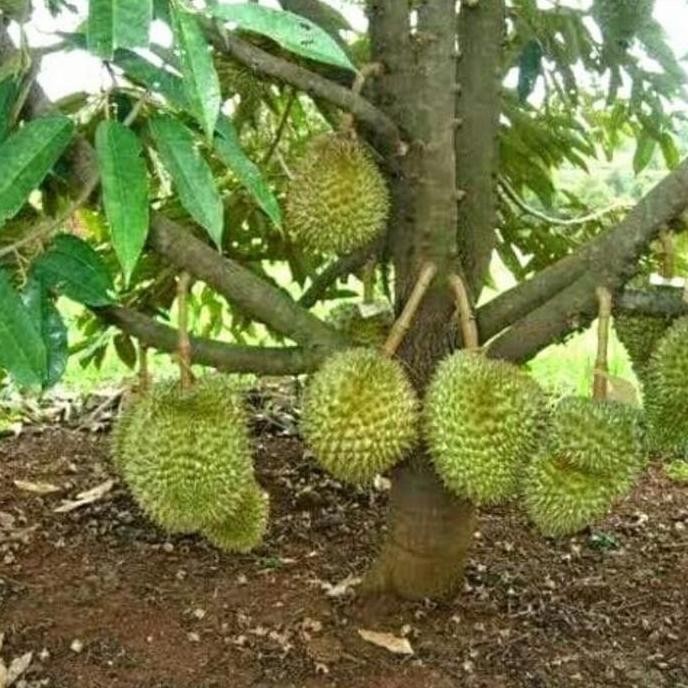 

Terlaris Bibit Durian Musangking Kaki 3