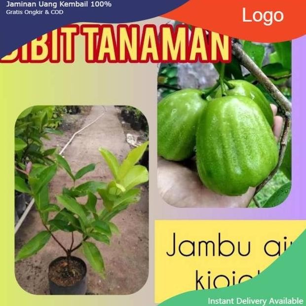 

Terlaris Bibit Jambu Air Kiojok Manis 400 Gram / Bibit