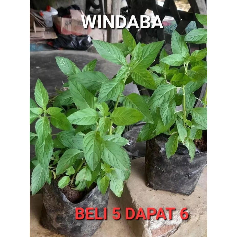 

Terlaris Promo Windaba - Bibit Tanaman Herbal Peppermint Daun Mint Menthol Mint Bisa Langsung Dikonsumsi ( Beli 5 Dapat 6 ) Diskon