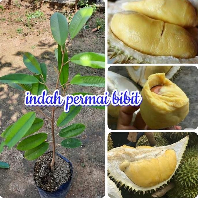 

Terlaris Bibit Tanaman Durian Si Kapal Medan
