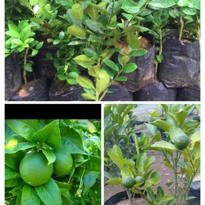 

Terlaris Bibit Tanaman Buah Jeruk Nipis