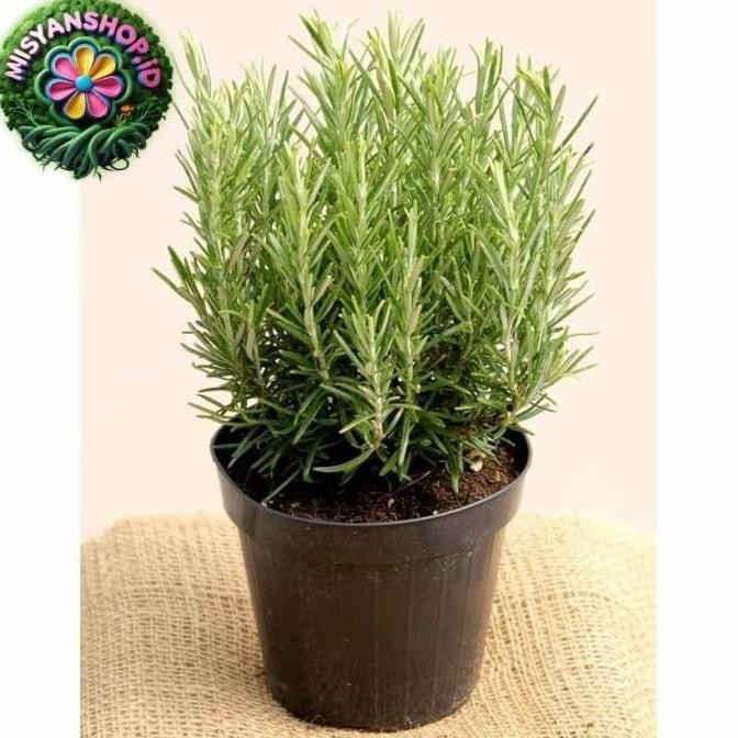 

Terlaris Dk Bisa Cod Tanaman Hias Rosemary Herbal Wangi Dan Harum/Bibit/Benih Promo!! Pasti Hemat Si
