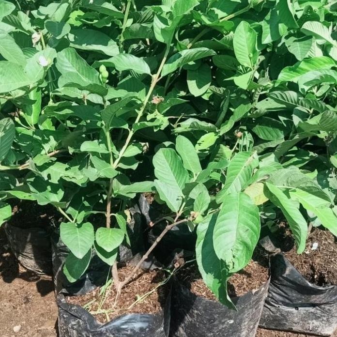 

Terlaris Bibit Jambu Kristal Berbunga Hasil Cangkok