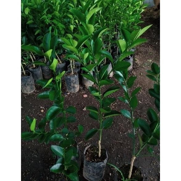 

Terlaris Bibit Jeruk Nipis/Jeruk Nipis Hasil Okulasi Cepat Berbua Lvakdd 0554Yq