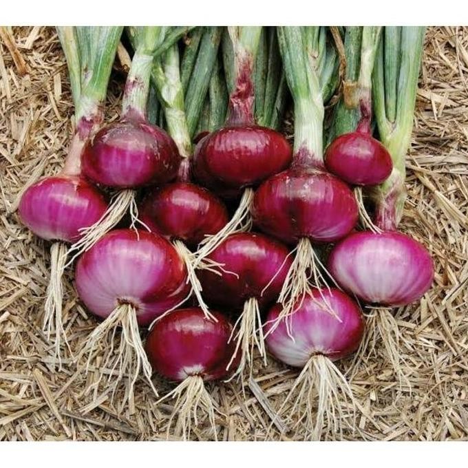 

Terlaris Benih Bibit Bawang Merah