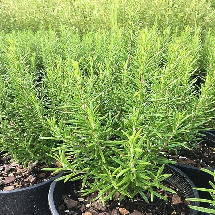 

Terlaris Tm - Benih-Bibit Herba Rosemary (Haira Seed)