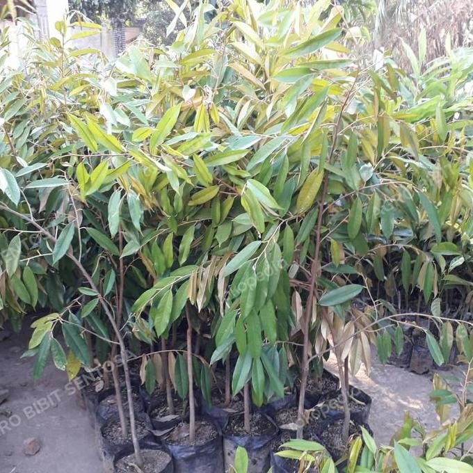 

Terlaris Bibit Tanaman Durian Musang King Pohon 2 Meter