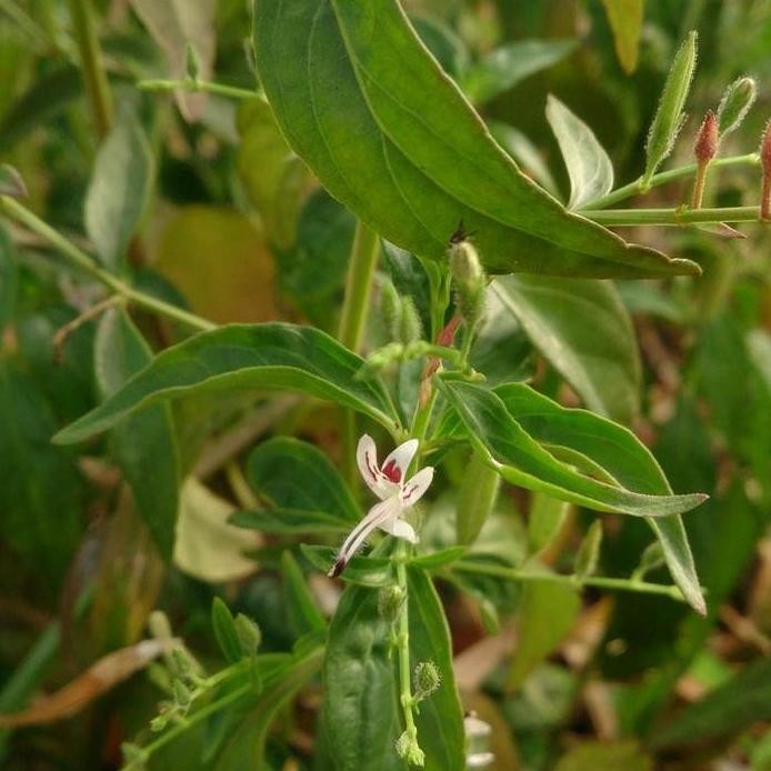 

Terlaris (50 Butir) Bibit Benih Sambiloto