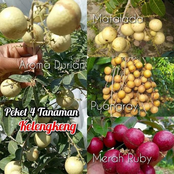 

Terlaris Paket 4 Jenis Bibit Kelengkeng Merah Matalada Puangray Aroma Durian