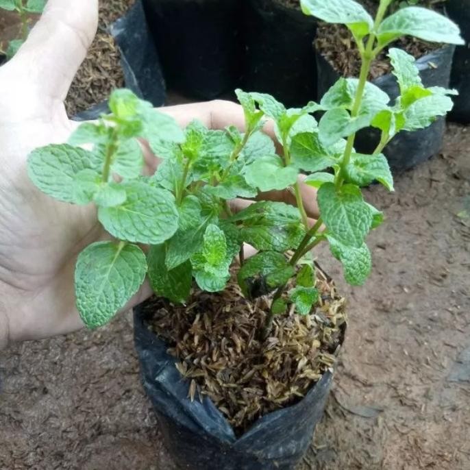 

Terlaris Bibit Tanaman Mint Bibit Daun Mint Bibit Peppermint Pohon Mint