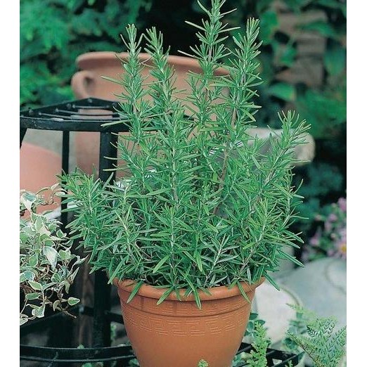 

Terlaris Isi 2 Benih Rosemary F1 Bibit Tanaman Obat / Herbal Import